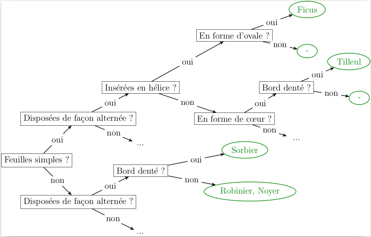 Figure 1. Extrait d’un arbre de décision aidant à reconnaître un végétal à partir des caractéristiques de ses folia.